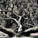 A exposição ‘Argus’ homenageia os 200 anos da migração alemã no Brasil