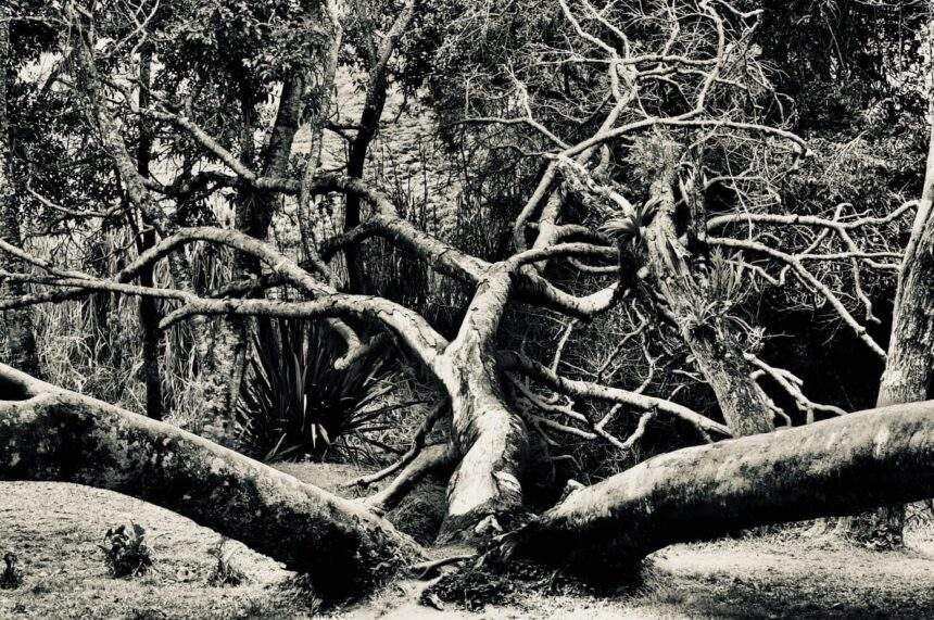 A exposição ‘Argus’ homenageia os 200 anos da migração alemã no Brasil