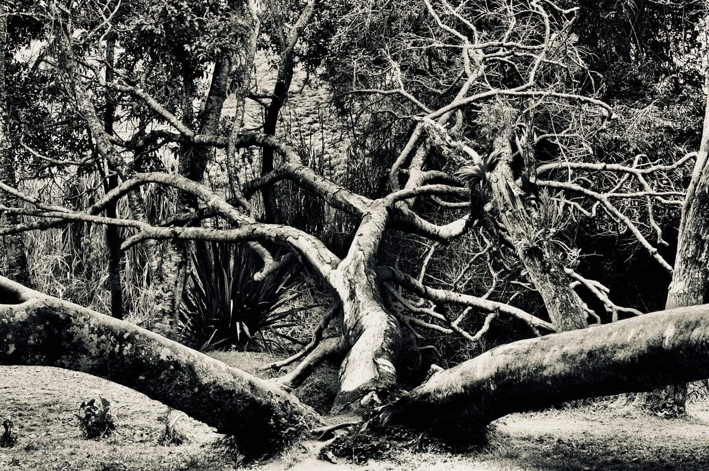 A exposição ‘Argus’ homenageia os 200 anos da migração alemã no Brasil