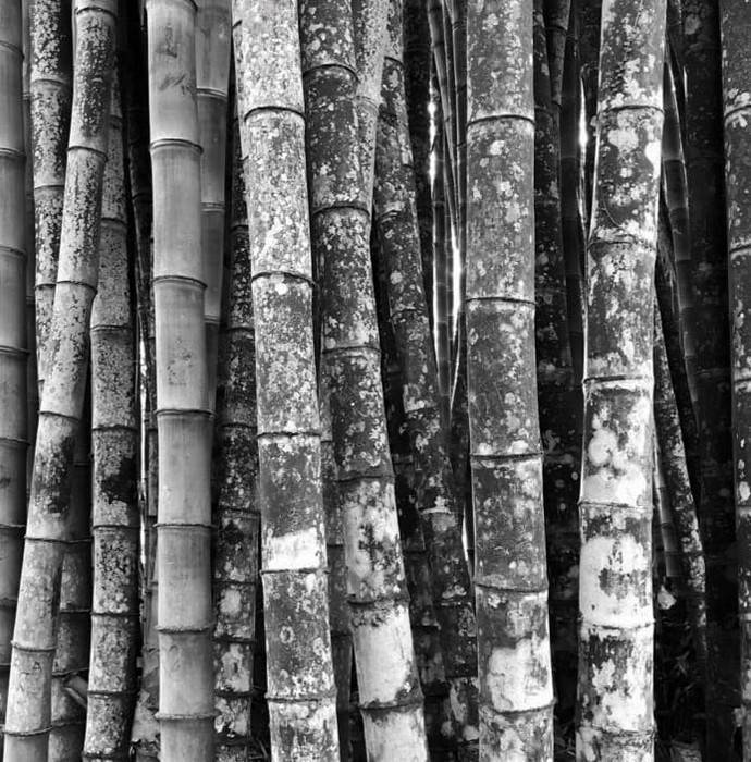 O Espaço BB apresenta o evento B + B, curadoria de Marcia Marschhausen, com collab de arte em suas várias vertentes  